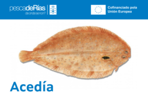 Especie del mes: acedía | pescadeRías Newsletter